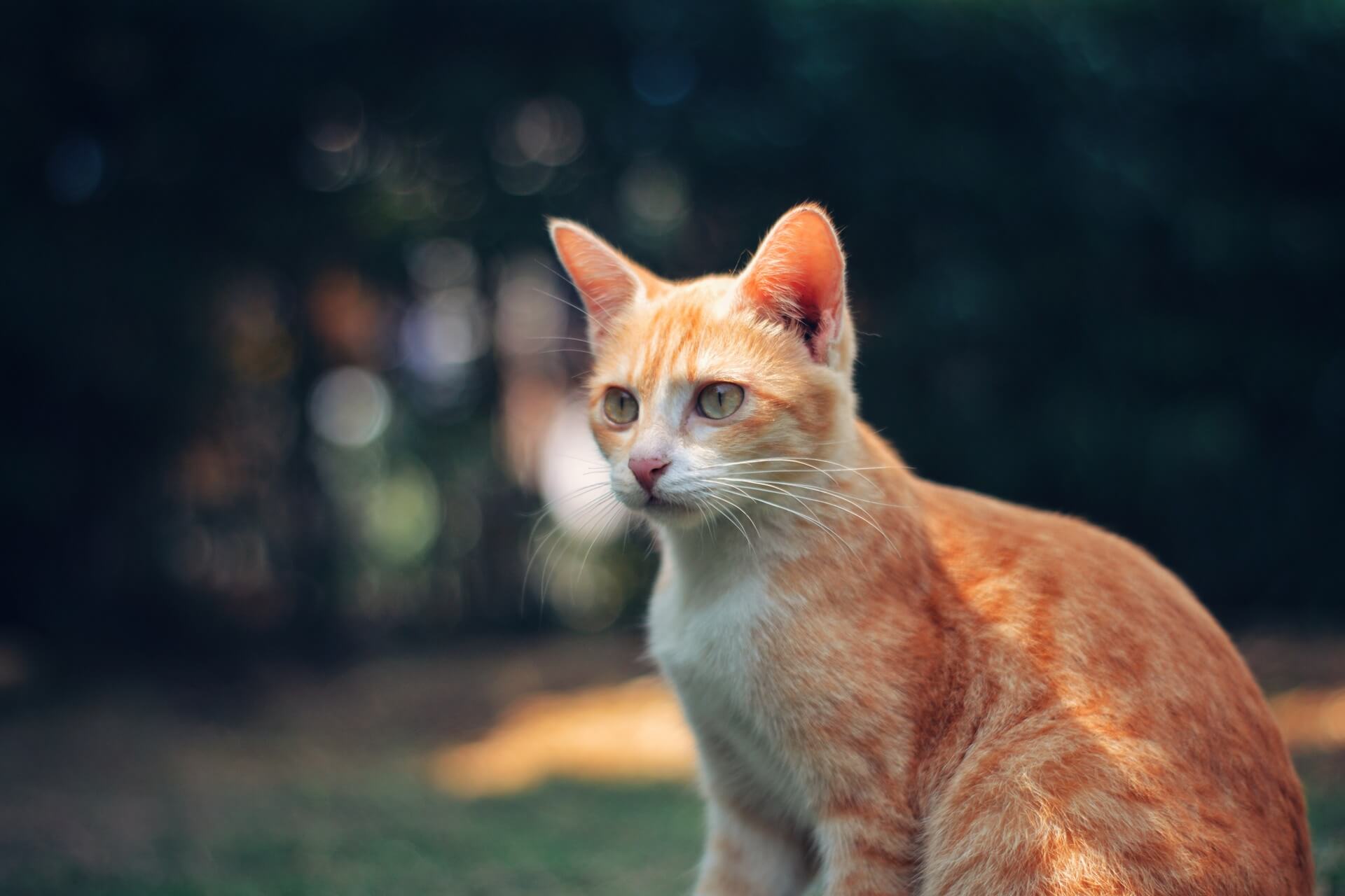 Orange-tabby-cat