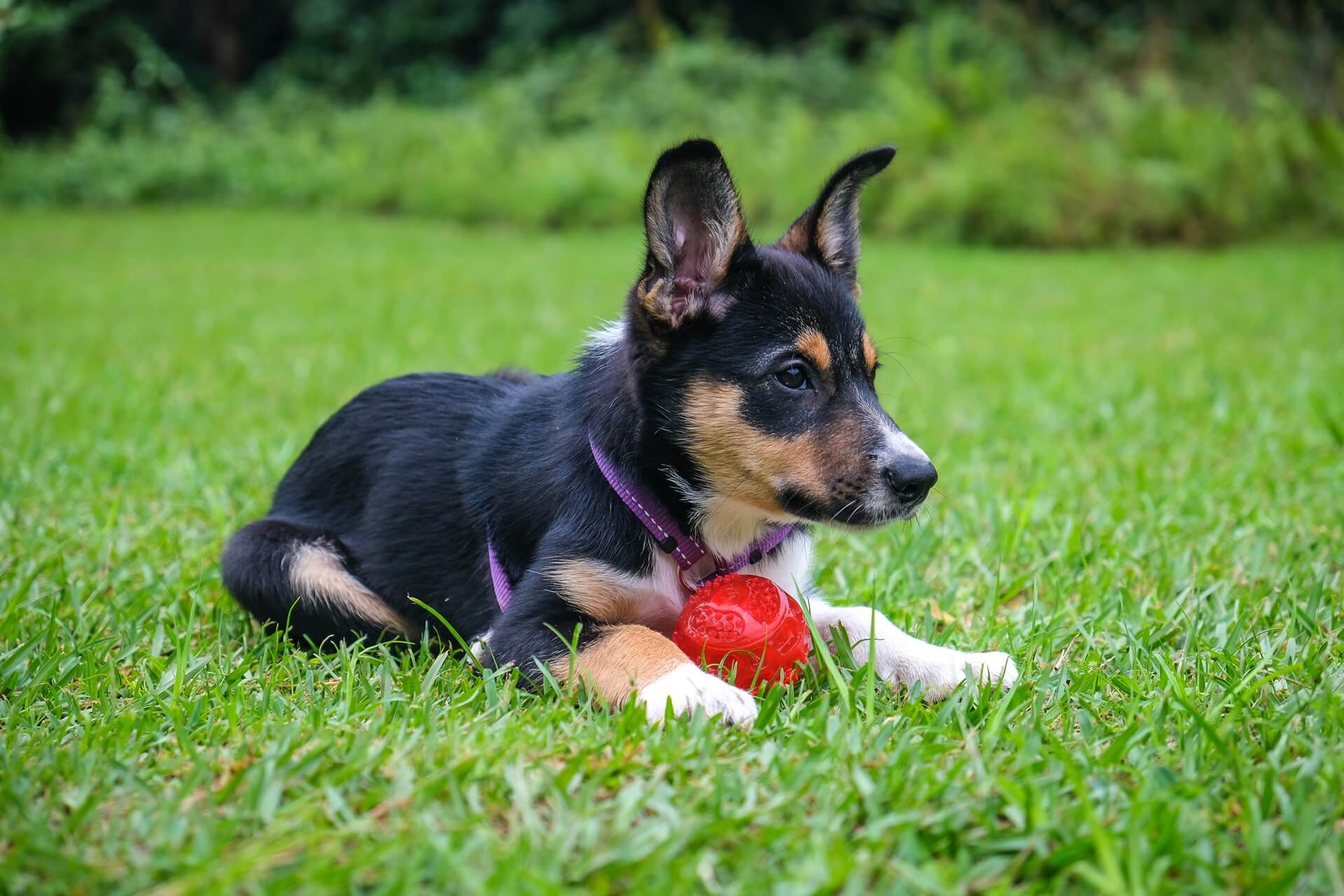 puppy-sitting-on-grass