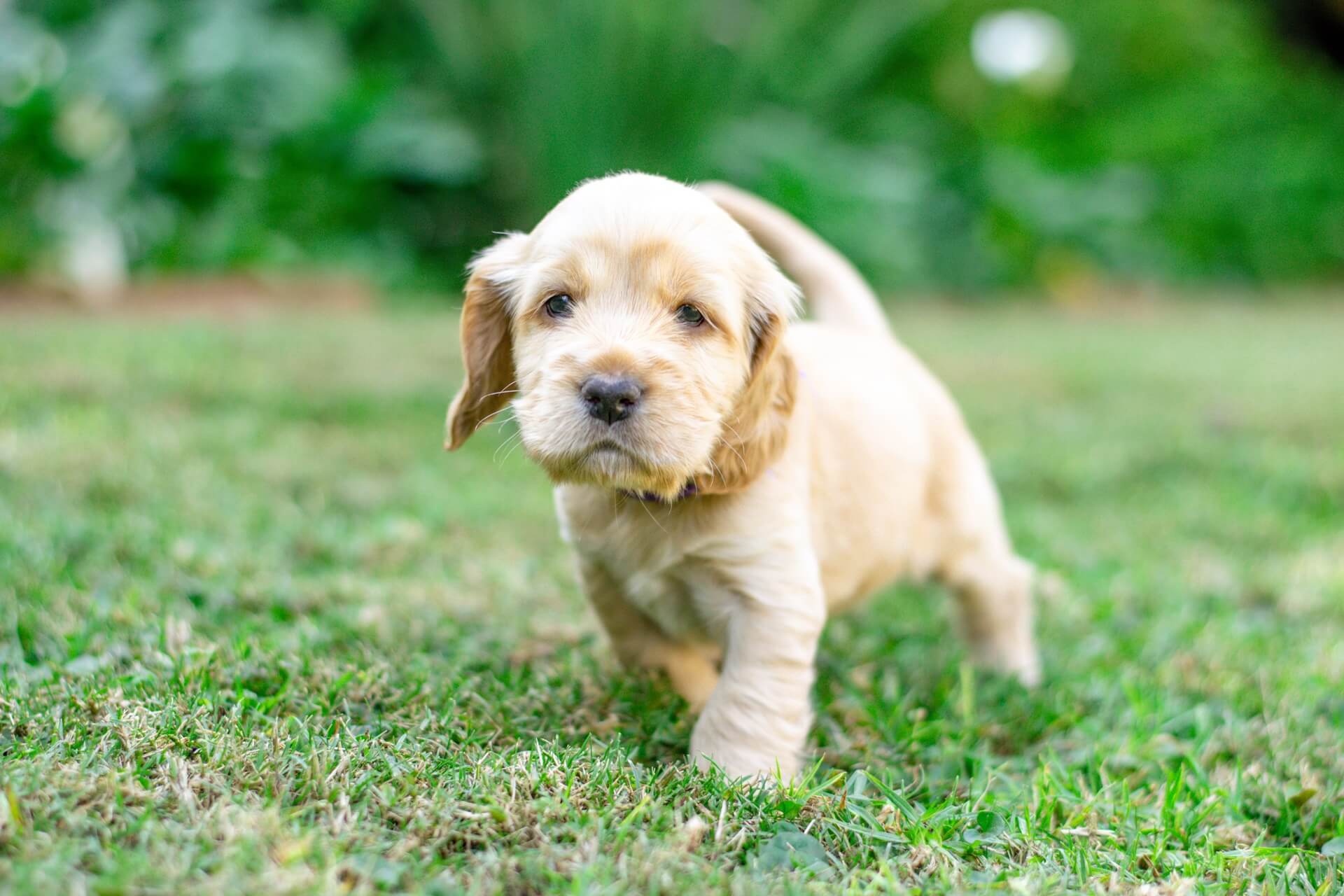 spaniel-puppy-on-grass