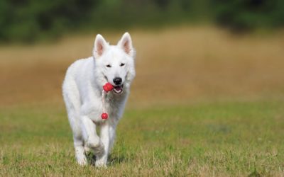 3 Back-to-School Transition Tips for Your Pet