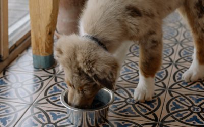 How to Make a Thanksgiving Plate for Your Pet