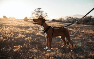 Techniques to Prevent Dog Bites and Ensure Your Dog’s Safety