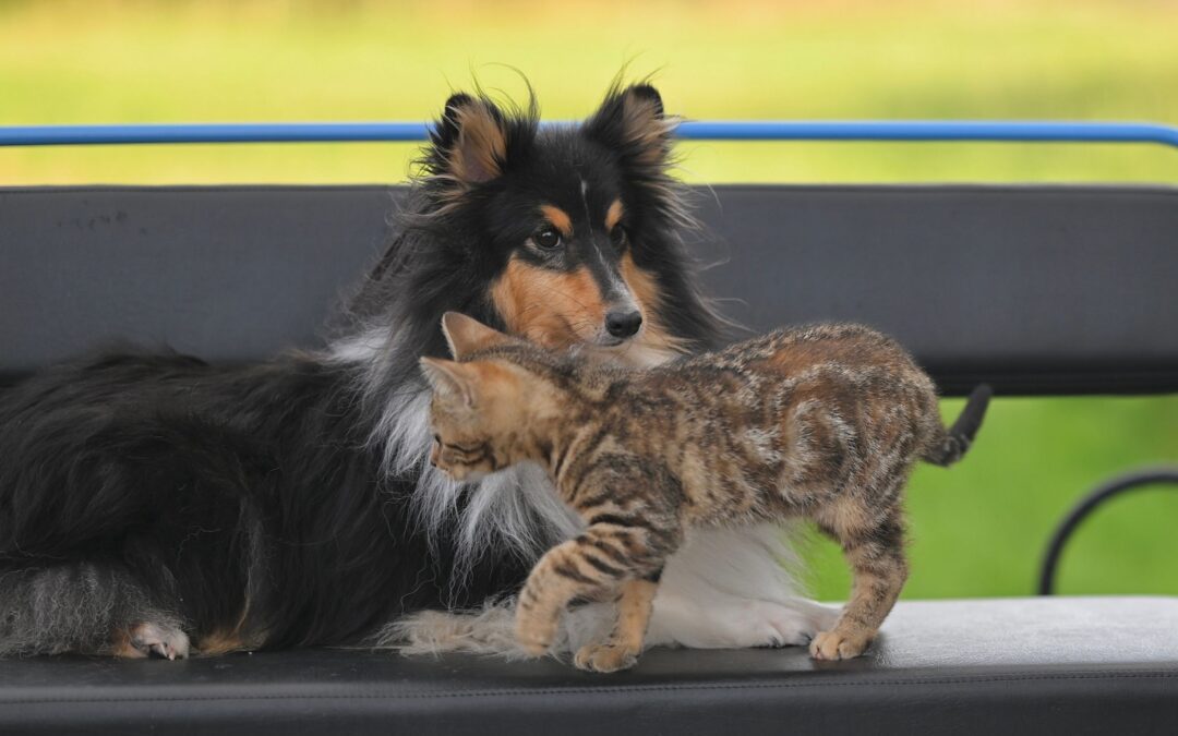 Dog and kitten on a bench, illustrating pet health and diagnostics at Sage Pet Hospital.