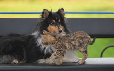When Your Pet’s Stomach Problems Keep Coming Back: How Dog and Cat Ultrasounds Can Find the Missing Piece