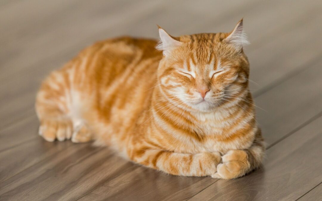Relaxed orange cat resting on floor, illustrating pet health and diagnostics at Sage Pet Hospital.