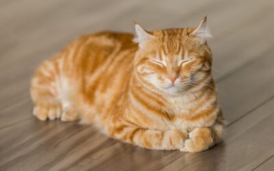 Your Pet’s Symptoms Tell Part of the Story-An Ultrasound Helps Us See the Rest