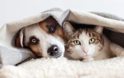 Why Bloodwork Isn’t Always Enough: When Your Dog or Cat Needs an Ultrasound