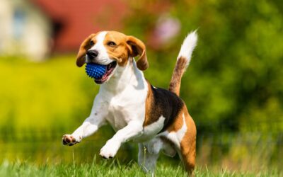 How Healthy Is Your Pet on the Inside? What a Veterinary Ultrasound Can Reveal Before Symptoms Become Serious
