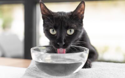Why Your Pet’s Adrenal Glands Matter More Than You Think: What a Dog or Cat Ultrasound Can Reveal