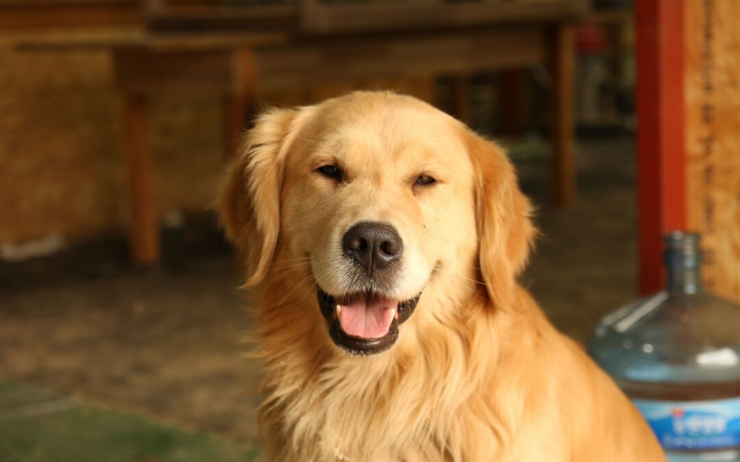 golden retriever sits in a rustic indoor setting